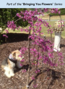 Weeping Redbud and Bailey